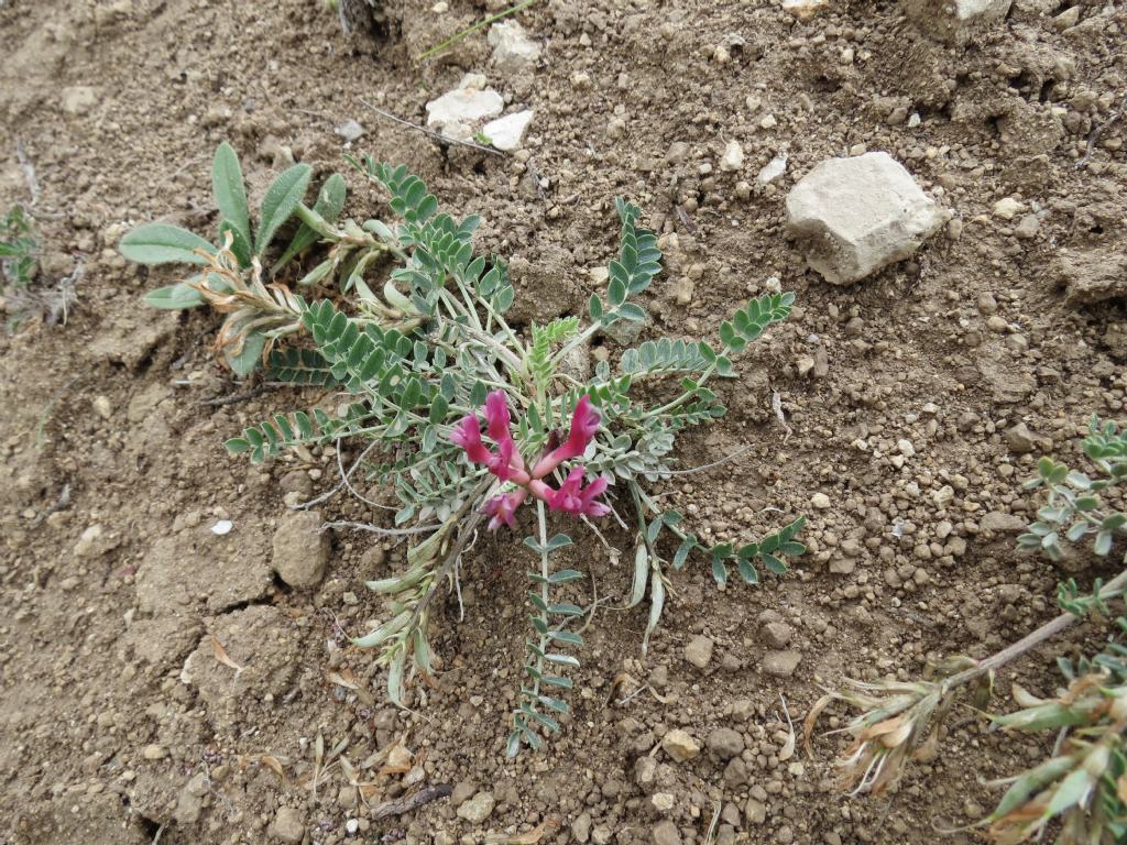 Astragalus monspessulanus